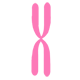 染色体核型分析技术
