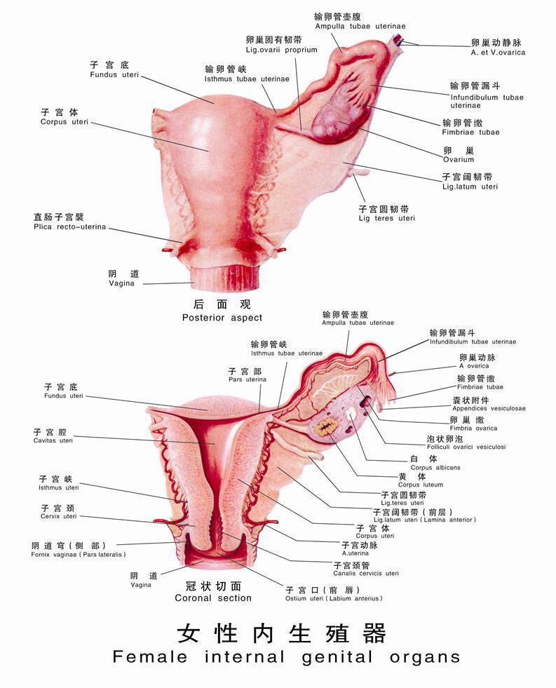 生理前 子宮口